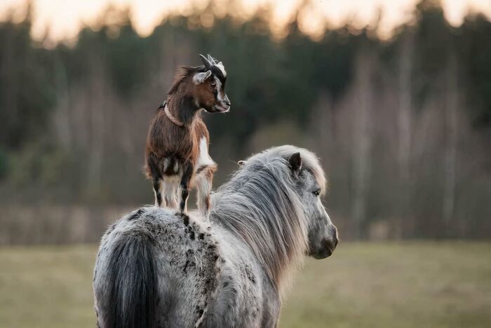 Goat standing on a horse in a field, capturing a quirky moment linked to weirdest subreddits popular online.