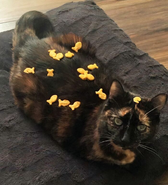 Tortoiseshell cat lying on a blanket with goldfish crackers balanced on its fur, showcasing a weird popular subreddit moment.