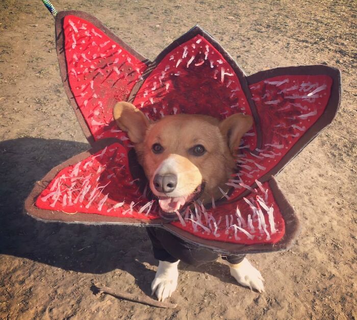 Corgi dressed in a creative costume resembling a weird popular subreddit character outdoors on dirt ground.