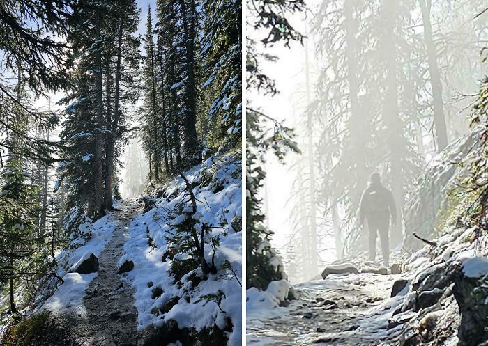 Snow-covered forest trail with tall trees and a person hiking, illustrating the weirdest subreddits popular nature theme.