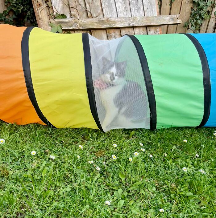 Cat sitting inside a colorful play tunnel outdoors, showcasing pets living rent-free and acting like ungrateful hooligans.
