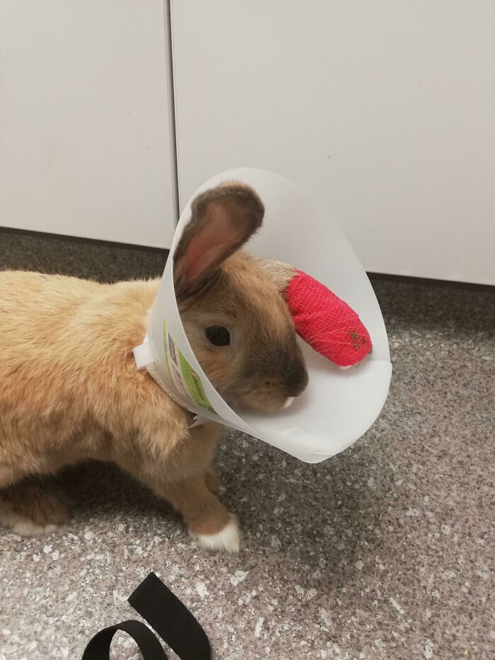 Light brown rabbit wearing a protective cone and a red bandage on one ear, showing pets living rent-free behavior.