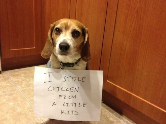 Beagle dog wearing a sign admitting to stealing chicken, a hilarious pet living rent-free and acting like an ungrateful hooligan.