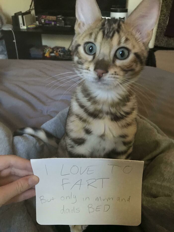 Tabby cat sitting on a bed with a humorous sign, showcasing pets living rent-free and acting like ungrateful hooligans.