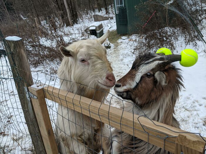 Two goats behind a fence in a snowy yard, one wearing tennis balls on its horns, pets living rent-free moments.