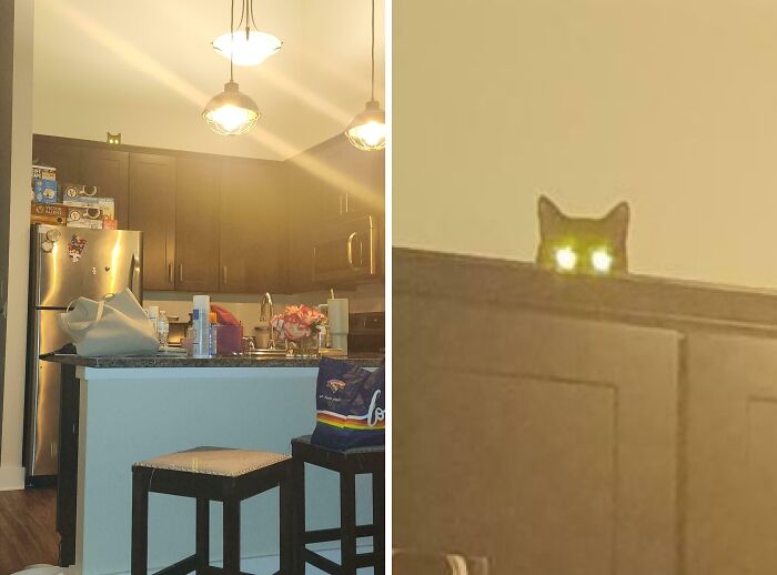 Cat with glowing eyes peeking over kitchen cabinets, one of the hilarious pets living rent-free and acting like ungrateful hooligans.