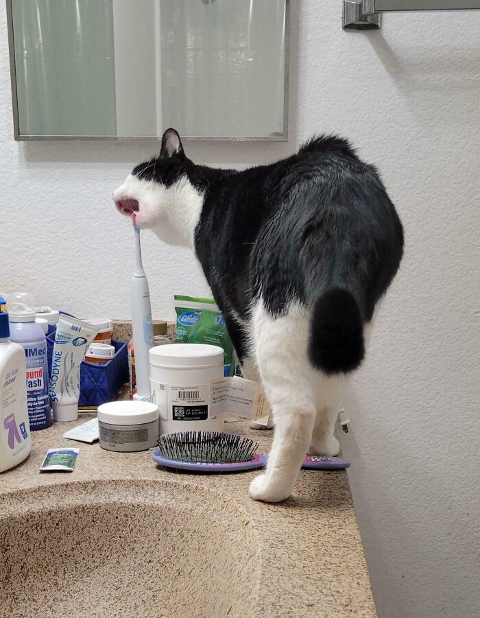 Black and white cat standing on bathroom counter, licking an electric toothbrush among grooming and dental products.