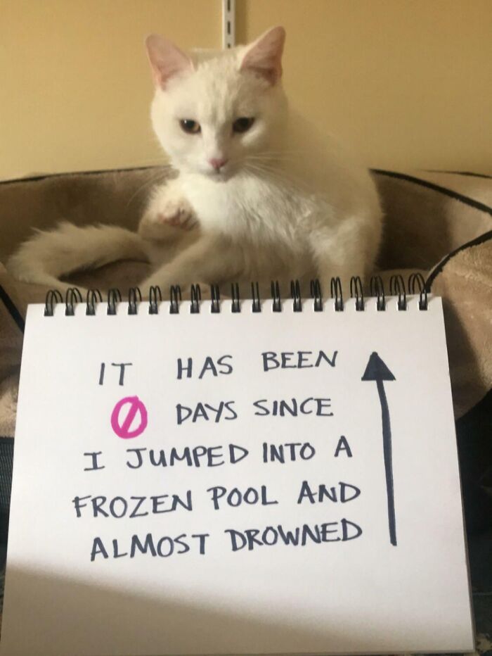 White cat sitting behind a humorous pet sign about jumping into a frozen pool, showcasing pets living rent-free antics.