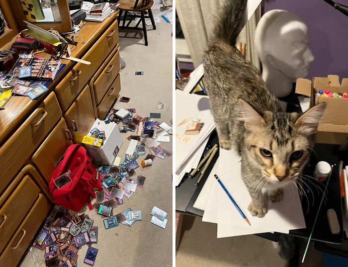 Messy room scattered with cards and a curious cat on a cluttered desk showing pets living rent-free mischief moments