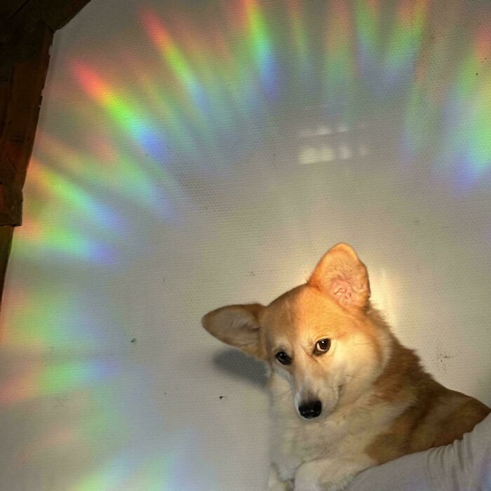 A fluffy corgi under a rainbow light halo, reflecting an Accidental Renaissance aesthetic.