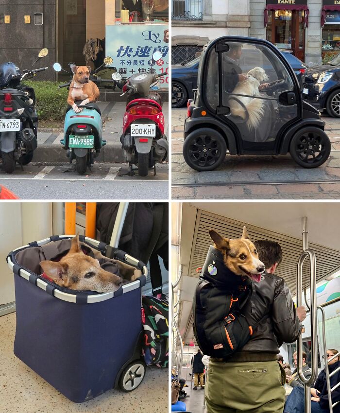 Four images showing dogs in unusual places: sitting on scooters, inside a mini car, in a travel basket, and carried in a backpack, reflecting weird internet trends.