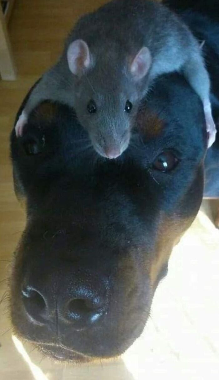 Wholesome-Funny-Unusual-Animals-Wholesomeanimalimages