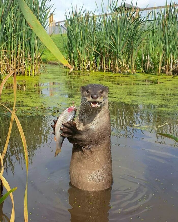 Wholesome-Funny-Unusual-Animals-Wholesomeanimalimages