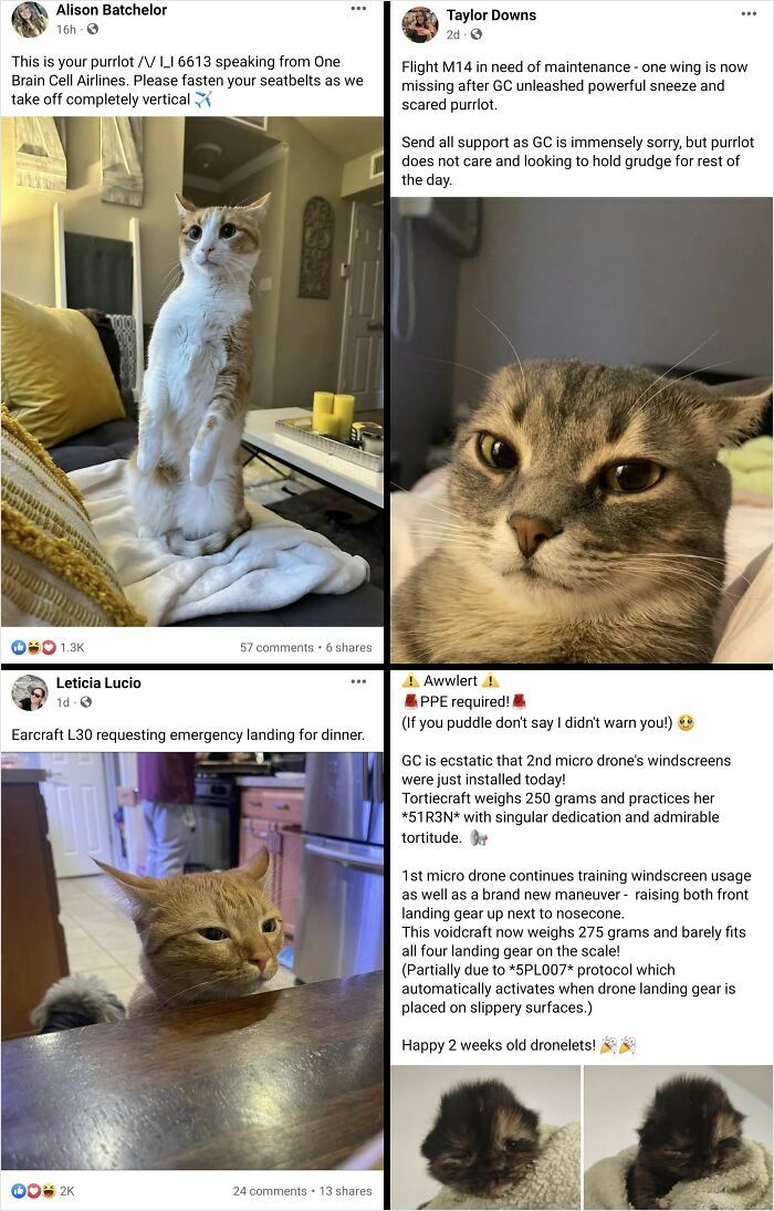 Four Facebook posts featuring funny cat photos and quirky captions from unique Facebook groups loved on the internet.