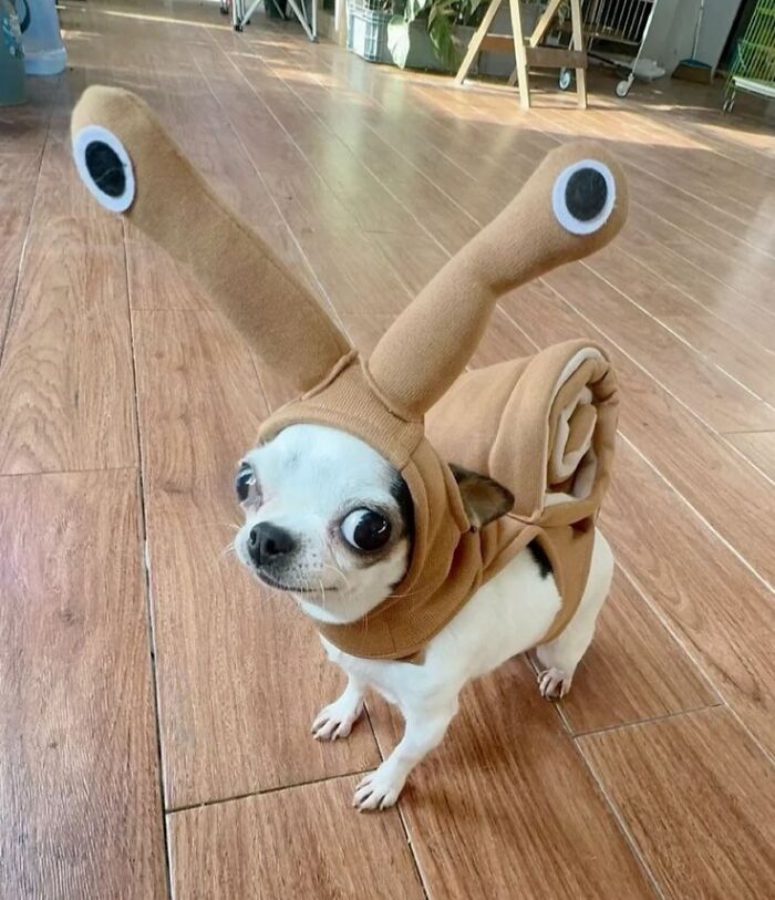 Wholesome-Funny-Unusual-Animals-Wholesomeanimalimages