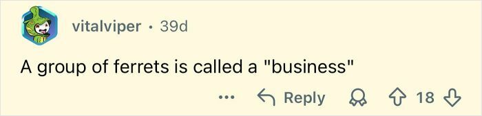 Comment about a group of ferrets called a business, sharing a far-fetched but true fact from the collection.