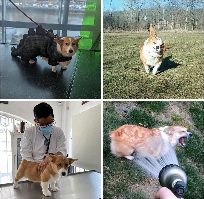Four photos of a quirky corgi dog in various funny moments, perfect for Facebook groups about internet weirdness.