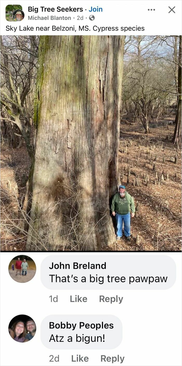 Man standing next to a massive cypress tree trunk in a forest, shared in a Facebook group about big trees.