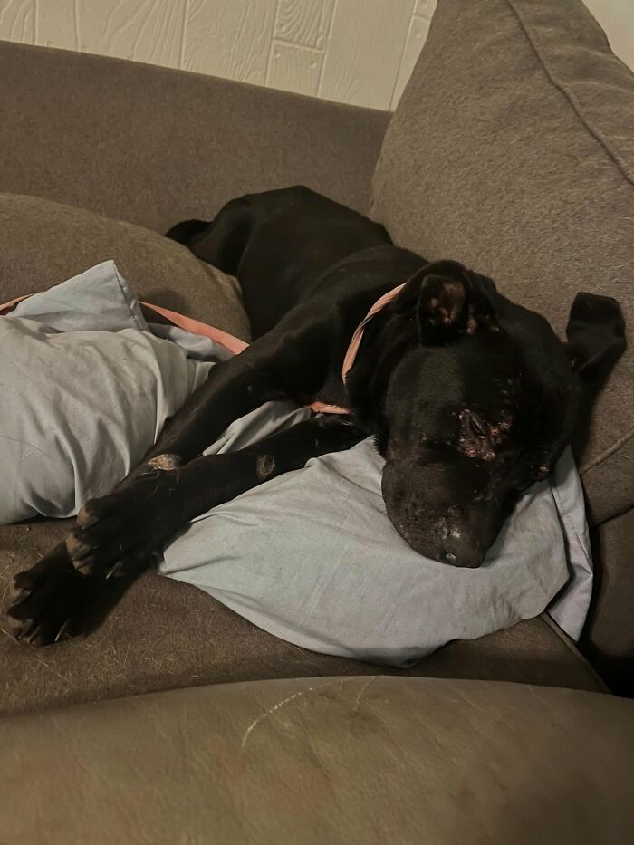 Um gatinho mudou a vida deste homem e agora ele resgata animais em tempo integral