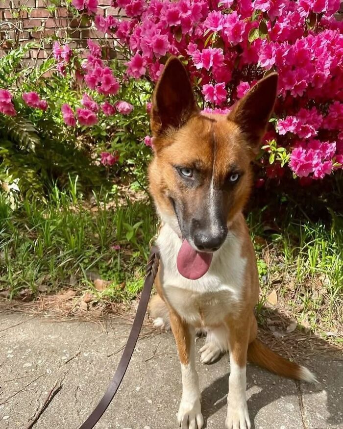 Um gatinho mudou a vida deste homem e agora ele resgata animais em tempo integral