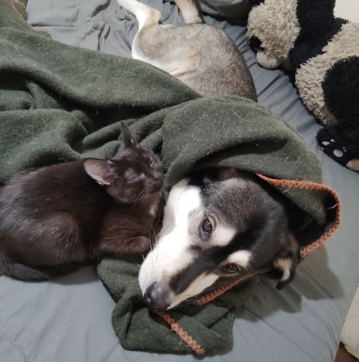 Um gatinho mudou a vida deste homem e agora ele resgata animais em tempo integral