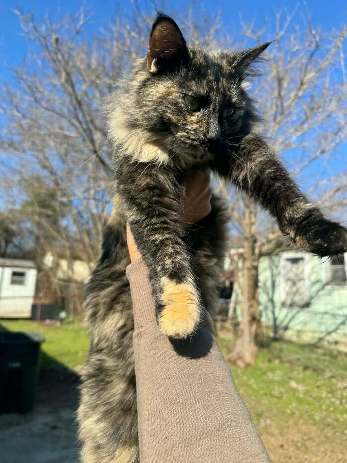 Um gatinho mudou a vida deste homem e agora ele resgata animais em tempo integral