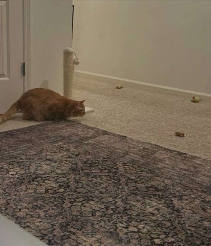 Um gatinho mudou a vida deste homem e agora ele resgata animais em tempo integral