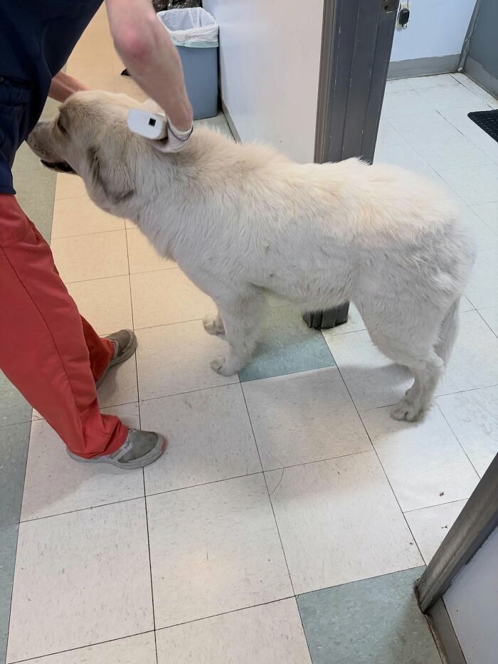 Um gatinho mudou a vida deste homem e agora ele resgata animais em tempo integral