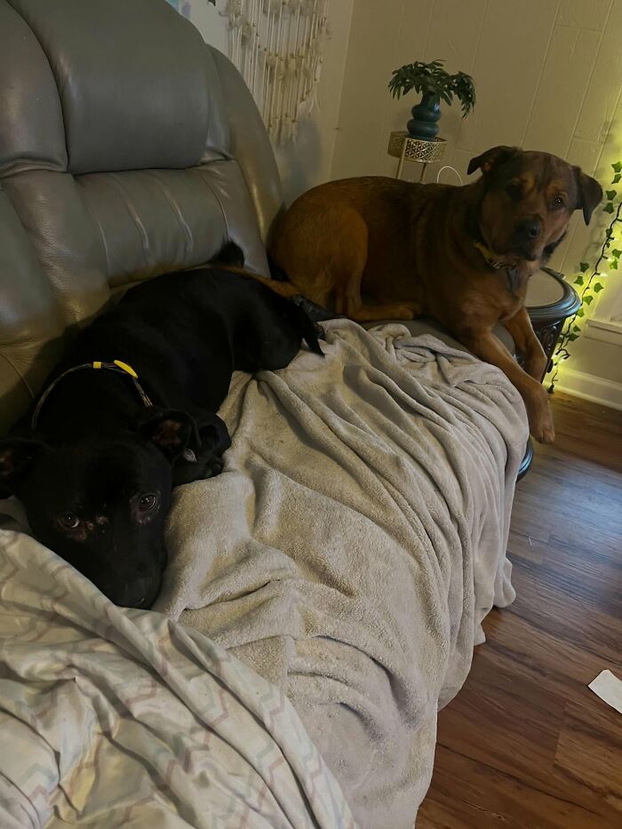 Um gatinho mudou a vida deste homem e agora ele resgata animais em tempo integral