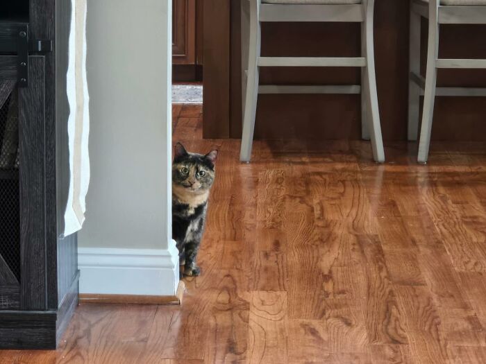 Um gatinho mudou a vida deste homem e agora ele resgata animais em tempo integral