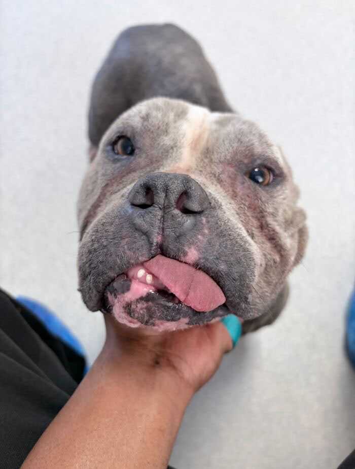 Um gatinho mudou a vida deste homem e agora ele resgata animais em tempo integral