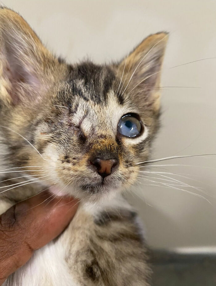 Um gatinho mudou a vida deste homem e agora ele resgata animais em tempo integral