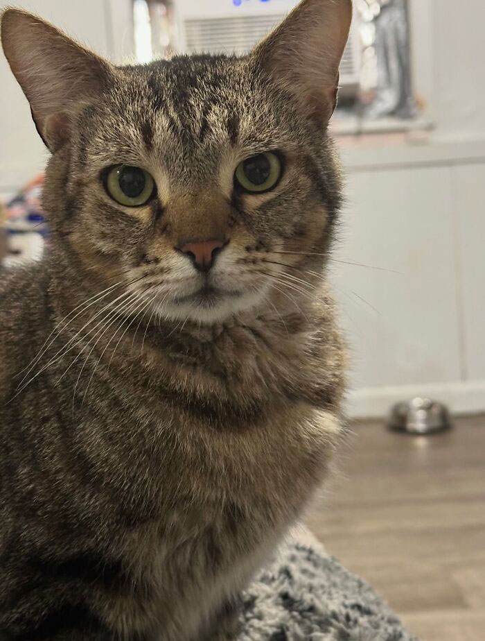 Um gatinho mudou a vida deste homem e agora ele resgata animais em tempo integral