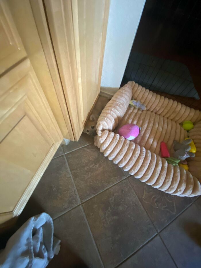 Small Chihuahua dog peeking out from behind a kitchen cabinet next to a cozy dog bed with toys scattered inside.