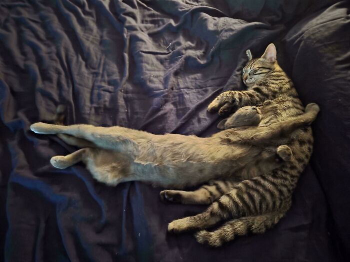 Two cats sleeping intertwined in a pose that resembles a classic accidental Renaissance painting.