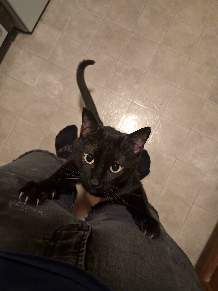 A black cat climbing up a person’s leg with visible cat claws on denim