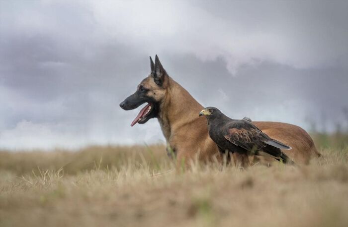 Belgian Malinois dog and hawk together in a field showcasing unexpected cross-species friendships.