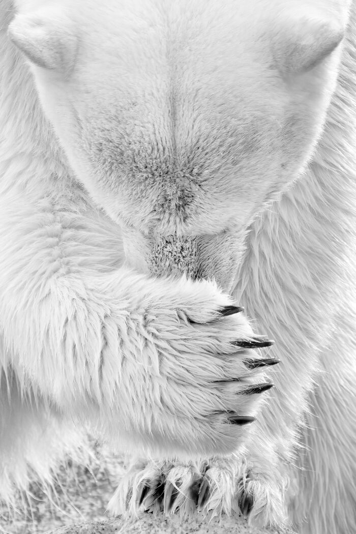 "Polar Reverence" By Grégory Pol