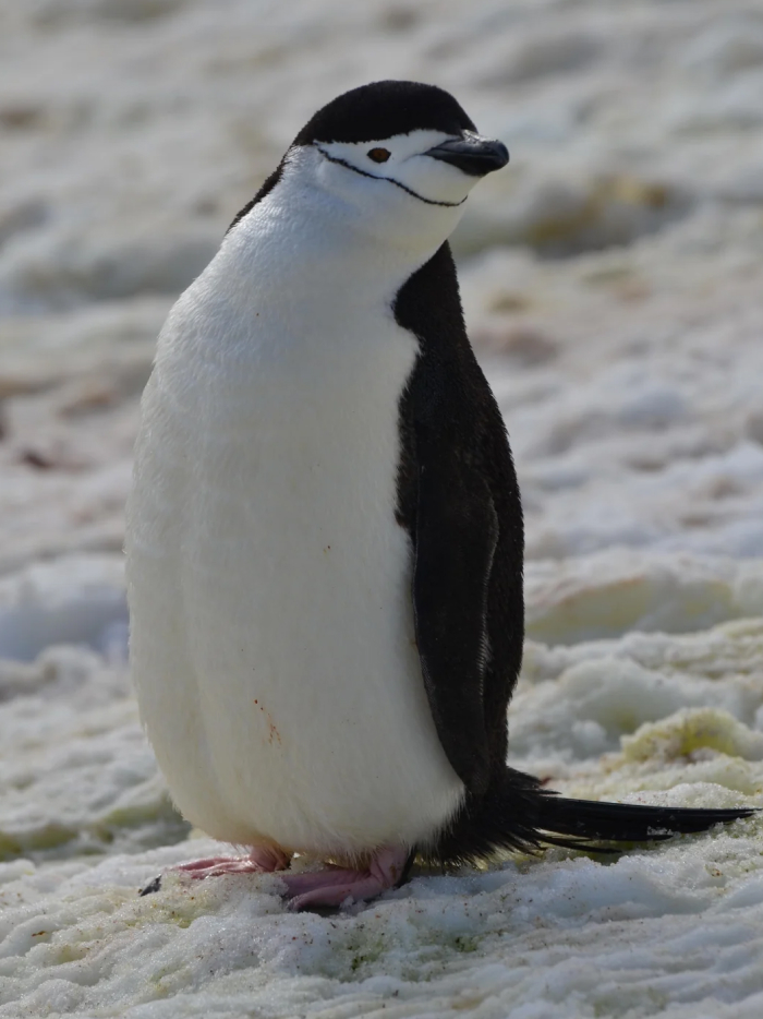 Penguin standing on snowy ground, one of the animal species redefining sleep science in harsh environments.