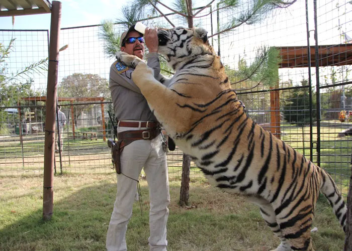 Man in uniform feeding a large tiger inside a fenced enclosure, highlighting Joe Exotic and Epstein files online buzz.
