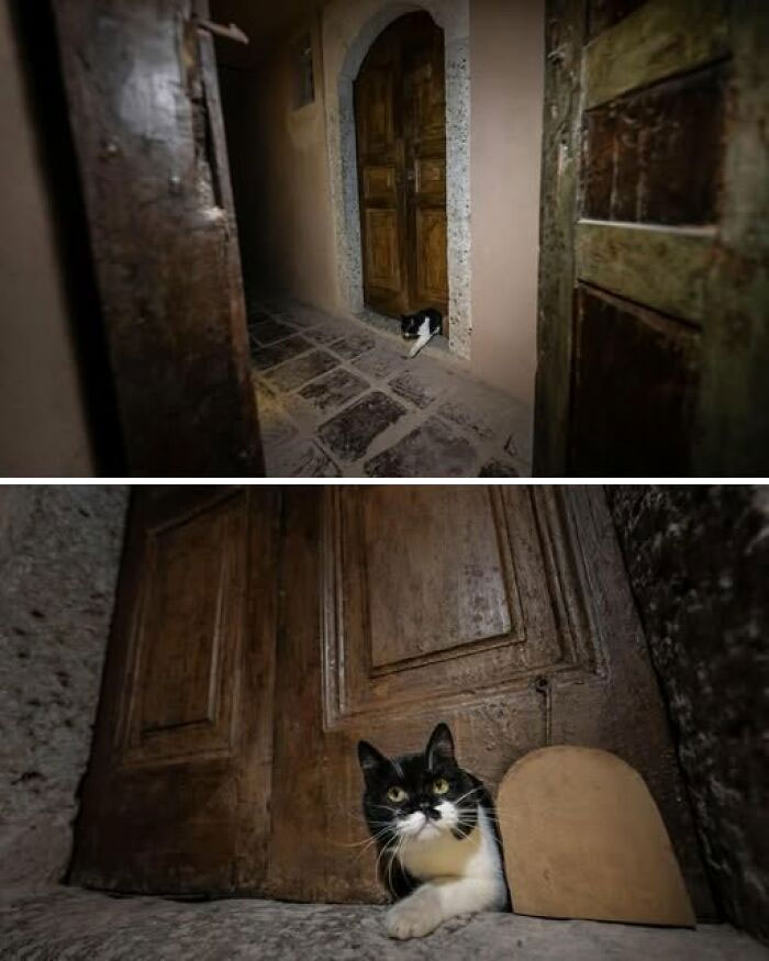 Cat peeking through an old wooden door in a dim historical hallway, evoking a museum of artifacts atmosphere.