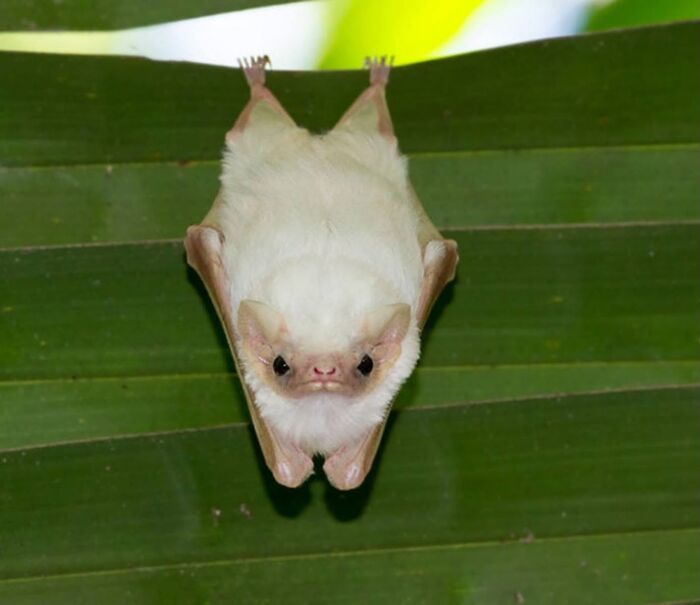 These Adorable And Incredible Bat Photos From Bat World Sanctuary Will Change The Way You See Bats (38 Pics)