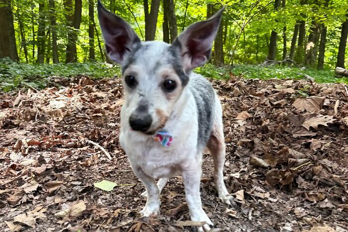 This 25-Year-Old Dog Is Blind, Still Working, And Still Changing Other Dogs’ Lives This 25-Year-Old Dog Is Blind, Still Working, And Still Changing Other Dogs’ Lives