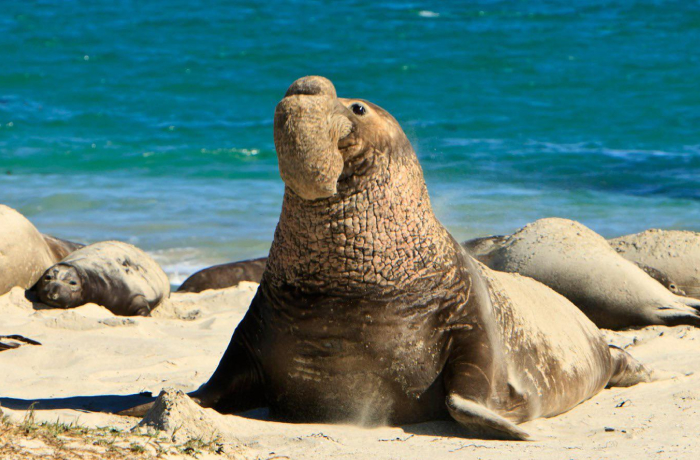 Elephant seal resting on sandy beach near ocean, one of the animal species redefining sleep science in nature.