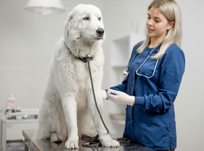 Veterinarian examining a large white dog on a table during a vet visit in a clinical setting.