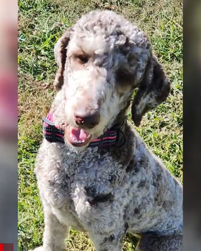 Curly-haired dog sitting on grass wearing a patterned collar related to vet tech rescuing abandoned dog.