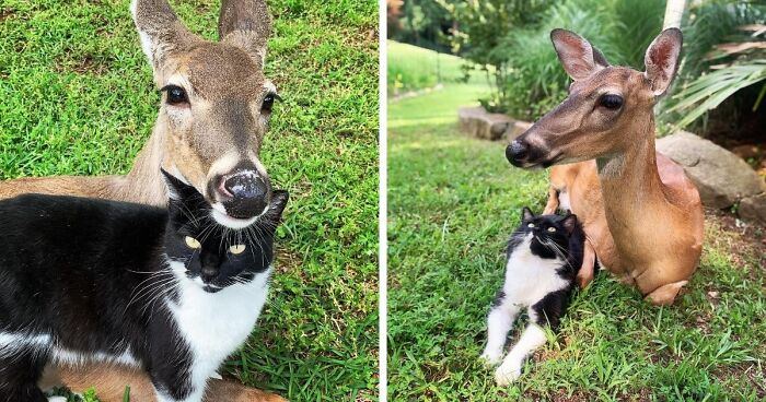 Deer and black-and-white cat showing unexpected cross-species friendship in a grassy outdoor setting.