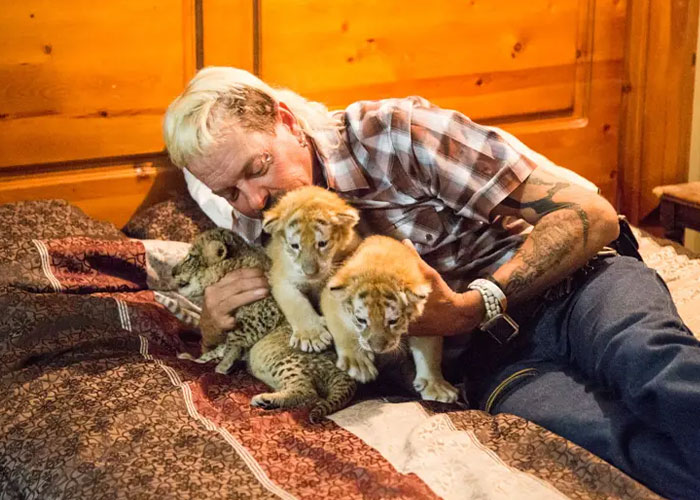 Joe Exotic lying on bed playing with two lion cubs and a leopard cub inside a wooden room.