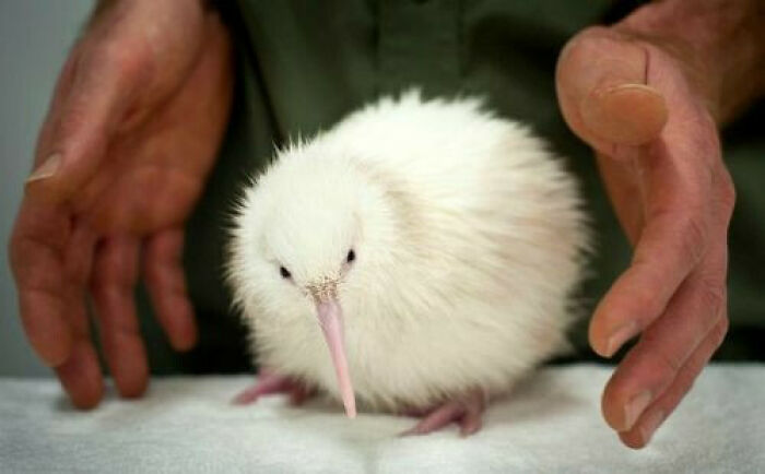 White Kiwi Chick