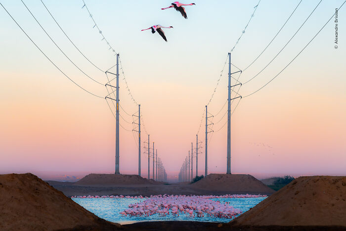 Flamingos gathering in water and flying near power lines at sunset, vivid wildlife photographer’s choice image.